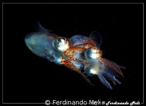 Coupling of a very small cuttlefish. Rear view. by Ferdinando Meli 